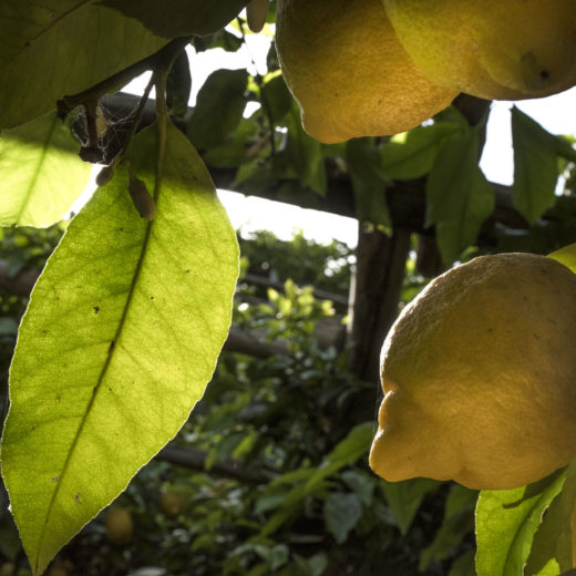 lemon garden